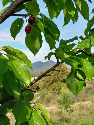 la petite colline à Céret Maison entière Photos